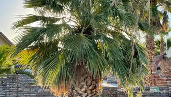 Fall and Spring Clean Up for Oliver L. Palm & Tree services in Yuma, AZ