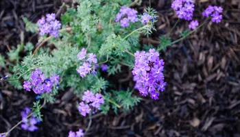 Landscape Installation And Design for Citiscapes, LLC in Phoenix, AZ
