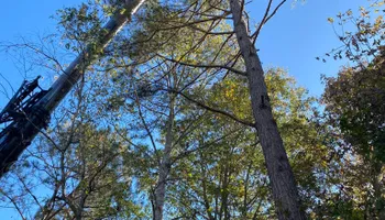 Tree Removal for MTJ Tree Removal LLC in Zebulon, NC