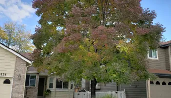 Tree Risk Consultation for Beetle Busters LLC in Centennial, CO