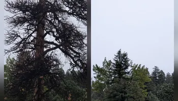 Tree Removal for Family Tree & Landscape LLC in Aurora, CO