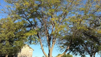 Tree Removal for Fransen's Tree Service  in Freeport, IL