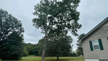 Tree Removal for Ross Family Tree Service LLC  in Hohenwald, TN