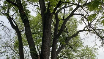 Tree Removal for Gray's Tree Service  in Shenandoah County, VA