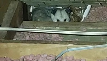 Raccoon Control for Magnolia Wildlife Solutions  in  Collierville, TN
