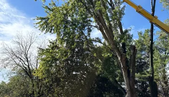 Tree Removal for Fransen's Tree Service  in Freeport, IL