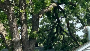 Tree Removal for Allstate Tree Service and Crane in Spring Lake Park, MN
