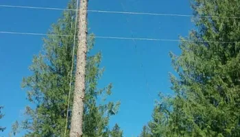 Tree Removal for Ekstedt Tree Services in Troy, MT