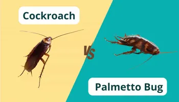 Bed Bug Heating Service for Platinum Pest Control in Spring Hill, FL