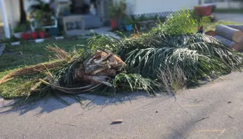 Stump Grinding for Busy Beaver Stump Removal, Inc in Clearwater, FL