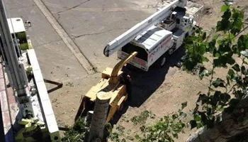 Stump Removal for Evergreen Tree Service in Grand Junction, CO