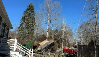 Tree Removal for Silver City Tree Service in Taunton, MA