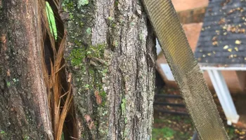 Tree Climbing for Red Roosters Tree Services in Bedford County, VA