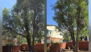 Tree Removal for Family Tree & Landscape LLC in Aurora, CO