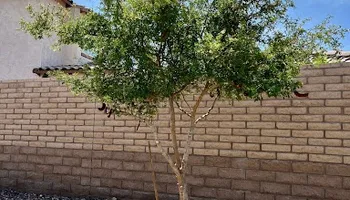 Lawn Maintenance for Grand Canyon State Landscape Inc. in Surprise, AZ