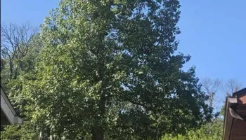 Tree Removal for Highborn Tree Service in Wheatfield, IN