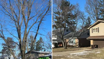 Tree Removal for Fransen's Tree Service  in Freeport, IL