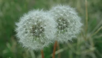 Lawn Mowing for 4 Points Lawncare LLC in Hayes, VA
