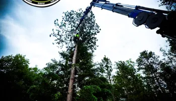 Tree Removal for Down To Earth Tree Service in Red Wing, MN