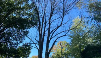 Tree Removal for Houtz Tree Service in Lexington, KY