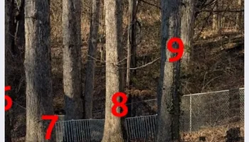 Tree Removal for Rush Tree Specialist in Knoxville, TN