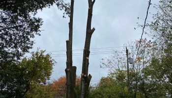 Tree Removal for Houtz Tree Service in Lexington, KY