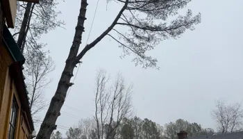 Tree Removal for VA Landgrowth LLC in Lexington, VA