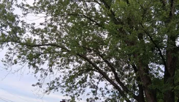 Tree Climbing for Red Roosters Tree Services in Bedford County, VA