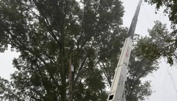 Tree Removal for Melnyk’s Tree Service in Salem County, NJ