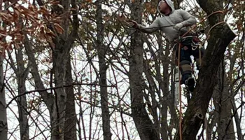 Tree Trimming for DIAZ TREE in Stafford, VA