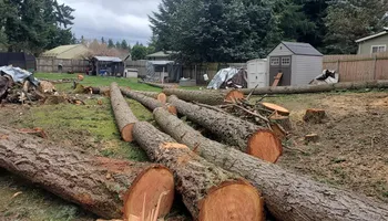 Tree Removal for A&J WA Tree Services in Kent, WA