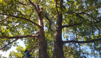 Tree Removal for Hickory Ridge Tree Service in Roxboro, NC