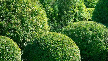 Lawn Maintenance for Twin Peaks Lawn Care  in Front Royal, VA