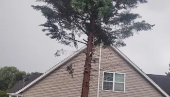 Tree Removal for All Tree Property Services in Charlotte, NC