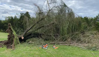 Tree Removal for Houtz Tree Service in Lexington, KY