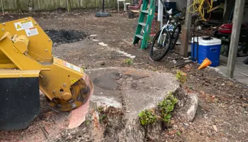 Tree Removal for Alford’s Tree and Stump Services LLC in Lake City, FL
