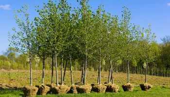 Tree Removal for Sammy's Tree Services in Sacramento, CA