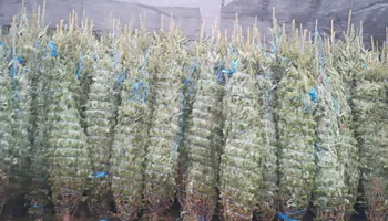 Pinestraw for BAM Another Pinestraw Lot in Flowery Branch, GA