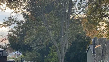 Tree Removal for Gray's Tree Service  in Shenandoah County, VA