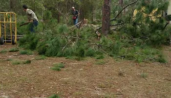 Tree Removal for Asbell's Tree & Land Services in Gilchrist County, FL