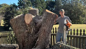 Tree Removal for SEALY TREE and LAWN in Cleveland, TN