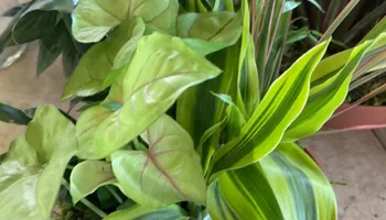 Plant Sales for S&R Landscaping and Nursery in Charlotte, NC