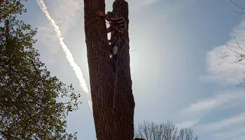 Tree Removal for The Webster Tree Service in Danville, VA