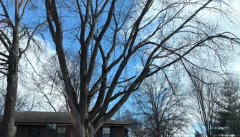 Tree Removal for Cross Family Tree Service in Kearney, MO