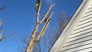 Tree Removal for Village Tree Service  in Whitestown, IN