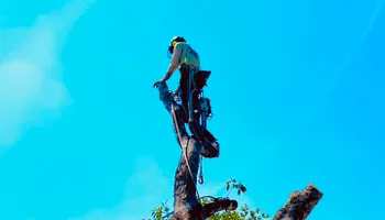 Tree Pruning for Braun Tree Service  in Floresville, Texas