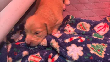 Landscape Installation for Falls Property Services  in Idaho Falls, ID