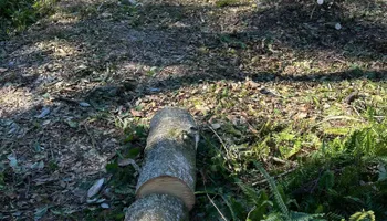 Fall Clean Up for Estrada All Pro Lawn Service in Auburndale, Florida