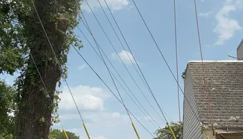 Tree Removal for Thompson Tree Climbers, LLC in Lexington, SC