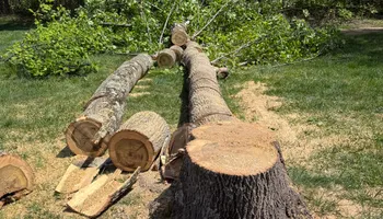 Tree Removal for Kadin’s Tree Service in North Vernon, IN
